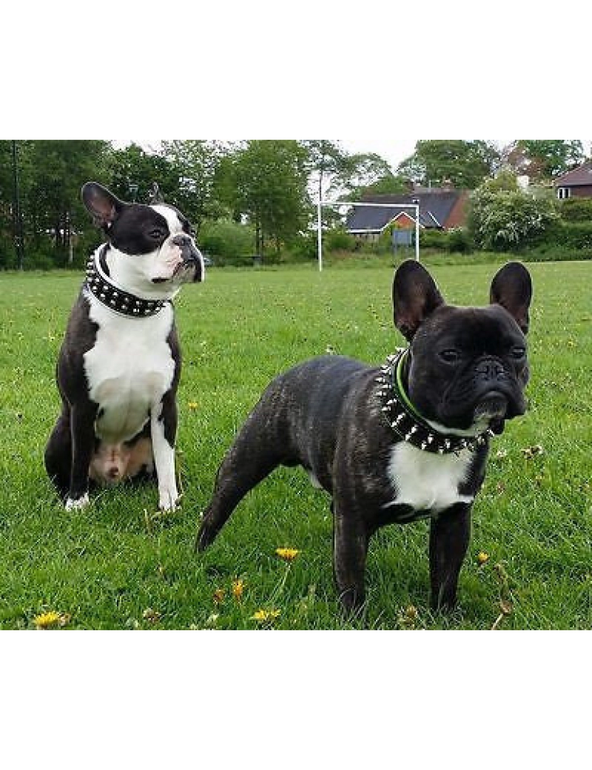 imagem de The Frenchie Collar Black & Black10