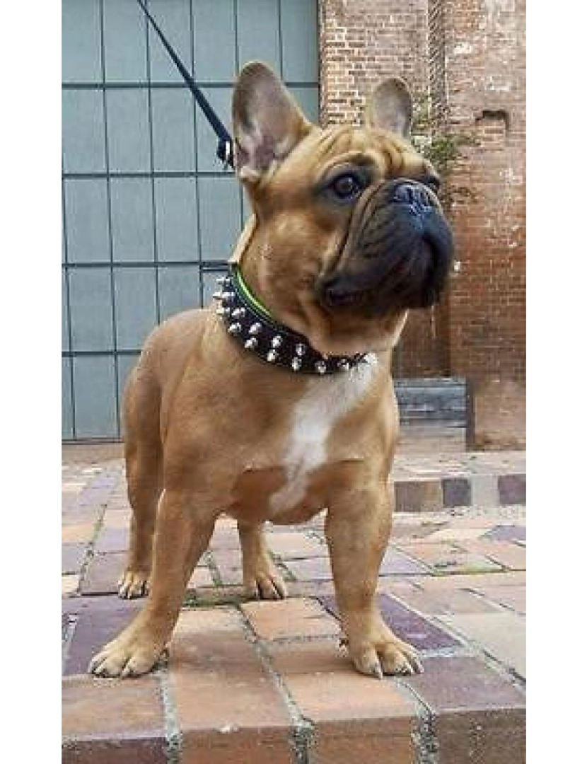 imagem de The Frenchie Collar Black & Black11