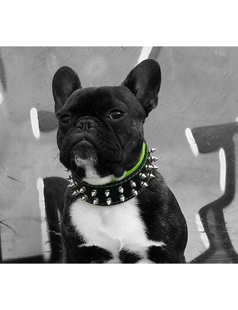 imagem de The Frenchie Collar Black & Black8