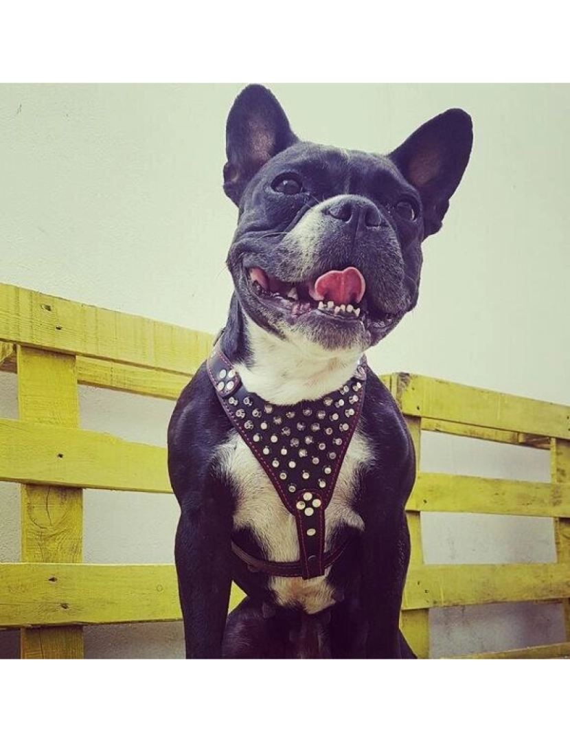 imagem de O francês couro Studded Harness Preto & Preto4