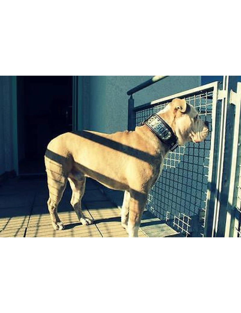 imagem de The Kennel Collar Black & Black - Personalizado6