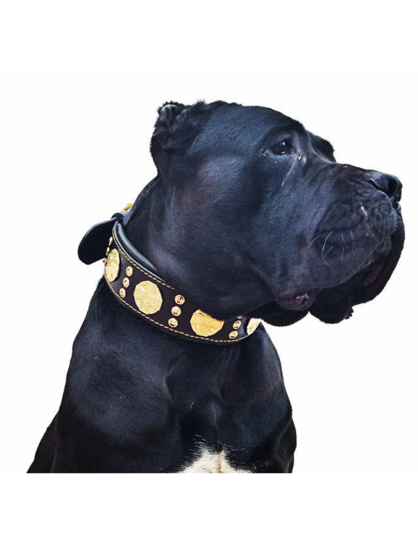 imagem de The Maximus Black/Gold Collar4