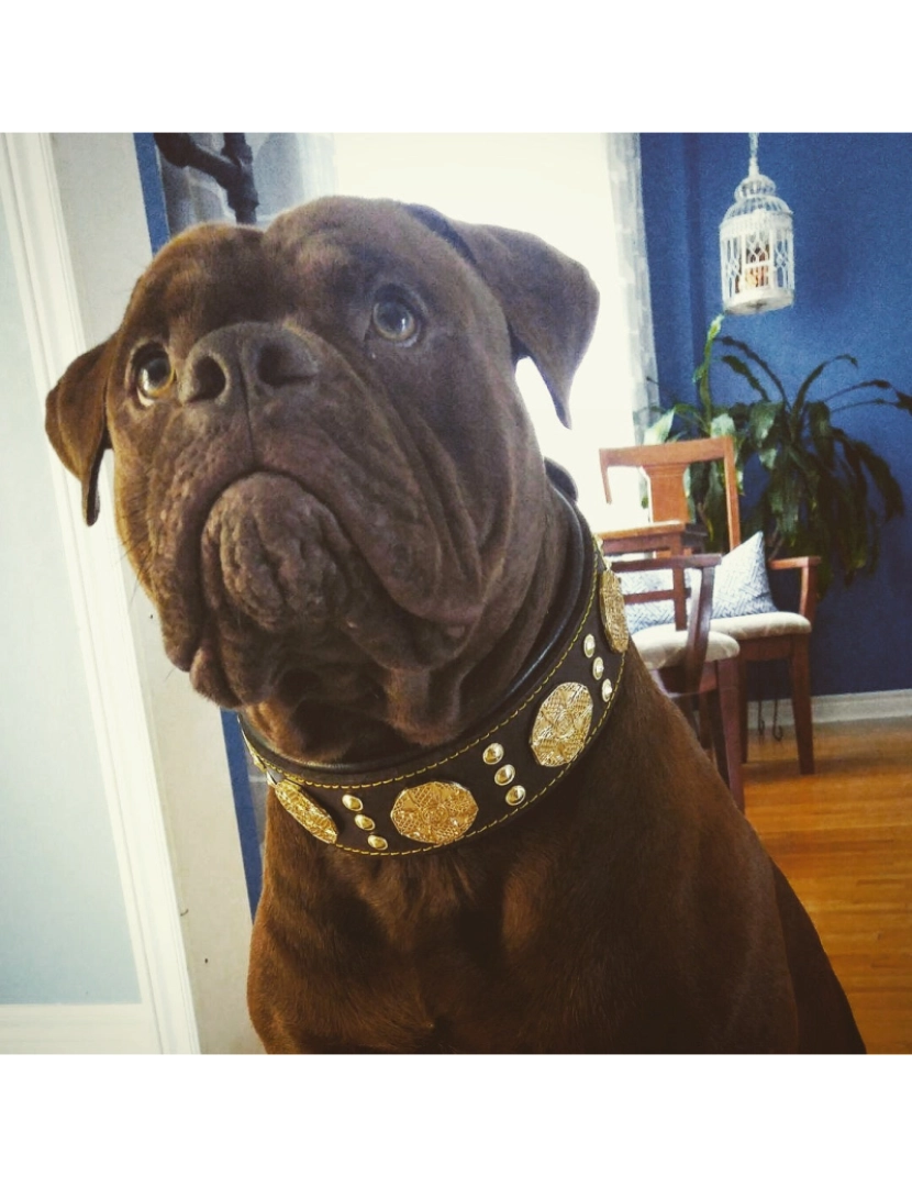 imagem de The Maximus Brown/Gold Collar5