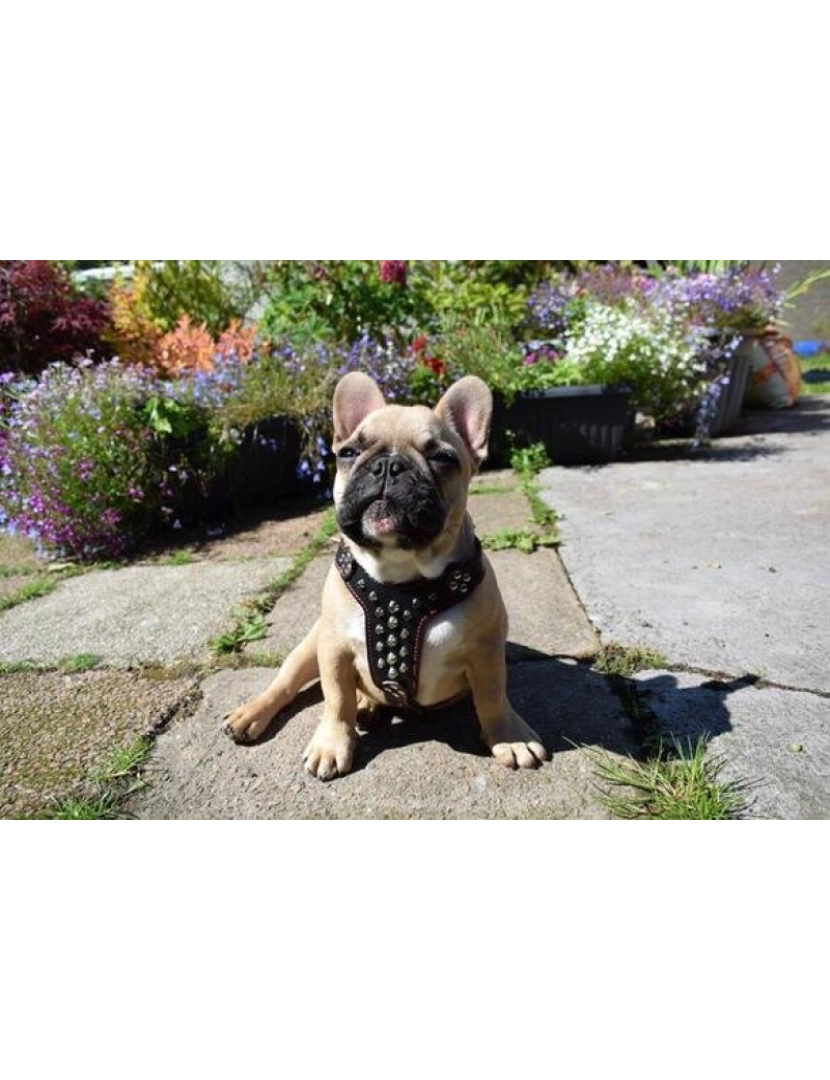 imagem de The Rocky Studded couro Harness Preto & Preto2