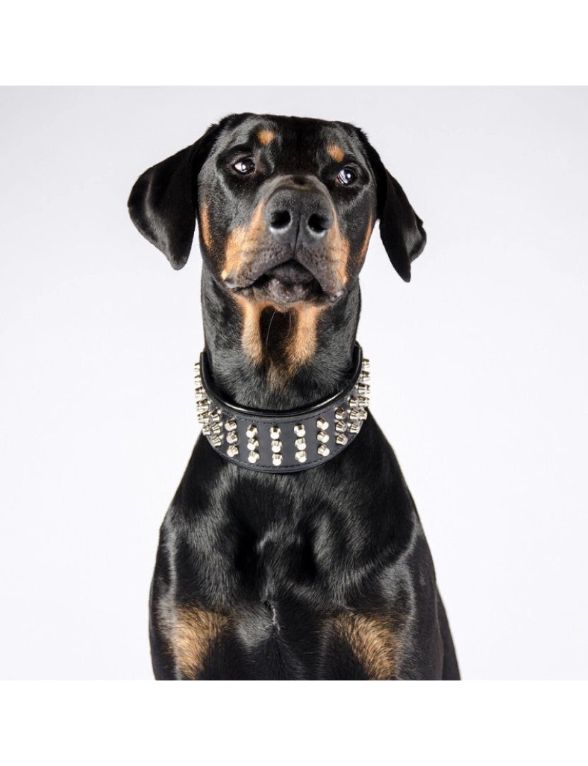 imagem de The Stud Dog Collar Preto & Preto2