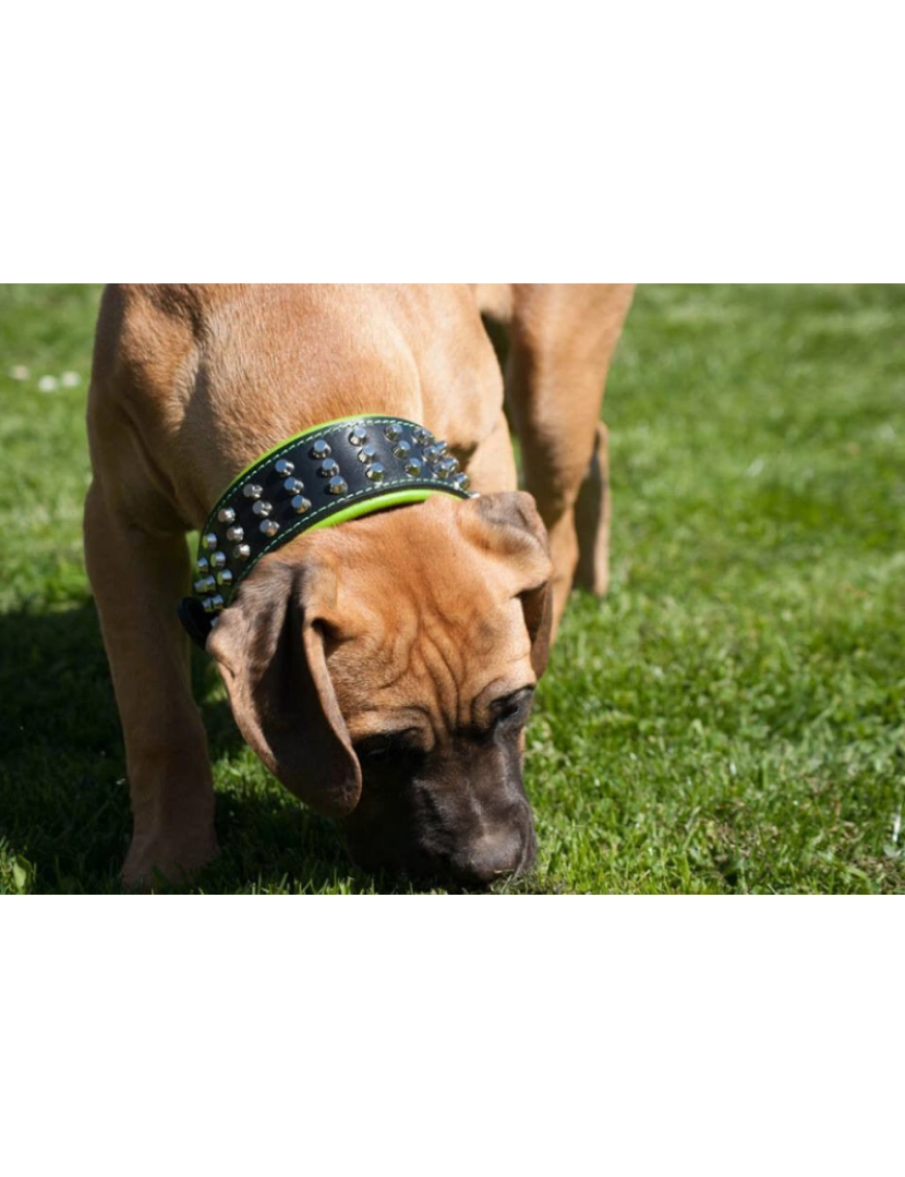 imagem de The Stud Dog Collar Preto & Preto7