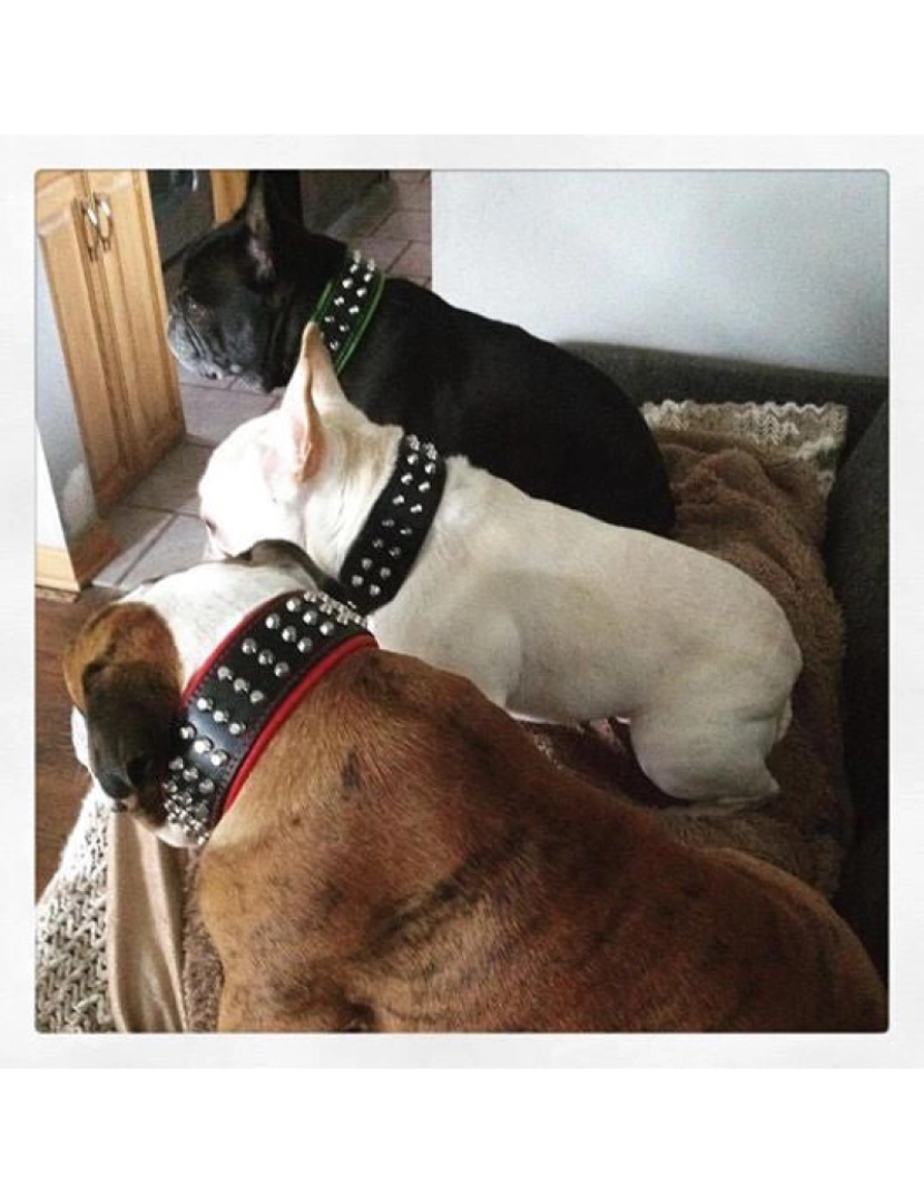 imagem de The Stud Dog Collar Preto & Preto9