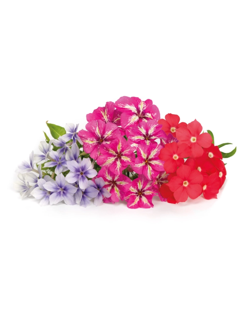 imagem de Phlox Lingots® - Flores Comestíveis2