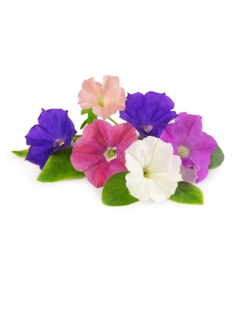 imagem de Petúnia Lingots® - Flores Comestíveis2
