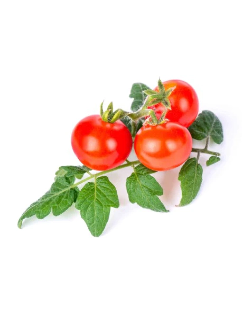 imagem de Tomate Cherry Lingots® - Mini Legumes2