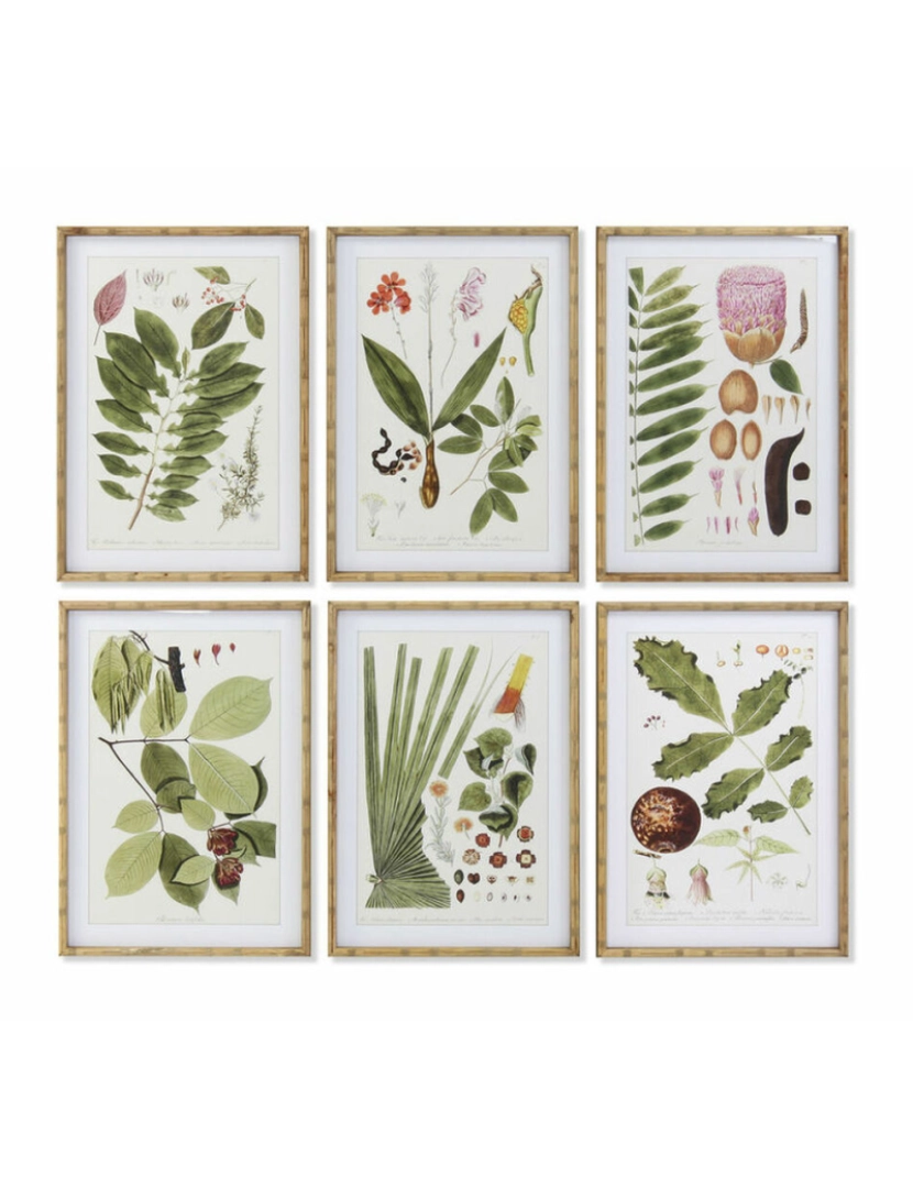 imagem de Pintura DKD Home Decor 50 x 2,8 x 70 cm Moderno Plantas botânicas (6 Peças)1