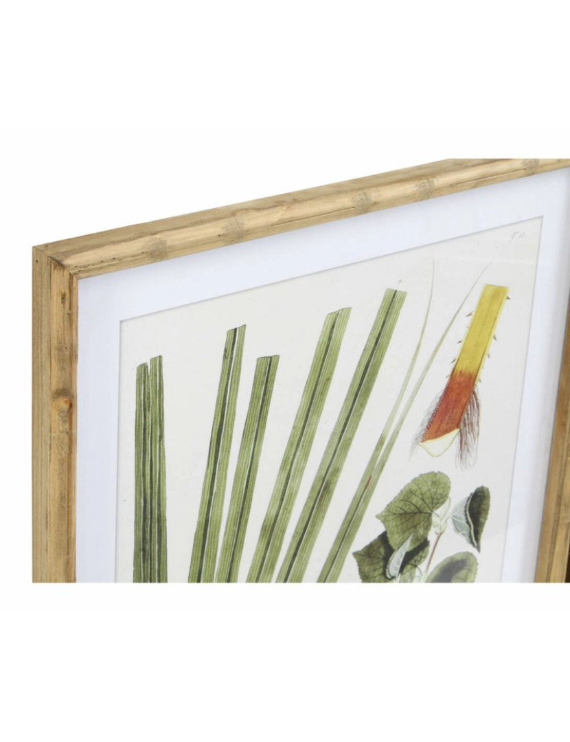 imagem de Pintura DKD Home Decor 50 x 2,8 x 70 cm Moderno Plantas botânicas (6 Peças)2