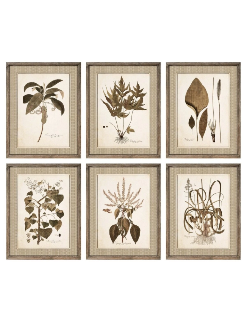 DKD Home Decor - Pintura DKD Home Decor 55 x 2,5 x 70 cm Moderno Plantas botânicas (6 Peças)
