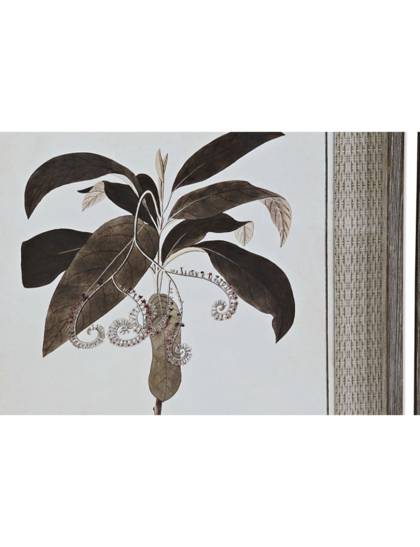 imagem de Pintura DKD Home Decor 55 x 2,5 x 70 cm Moderno Plantas botânicas (6 Peças)3