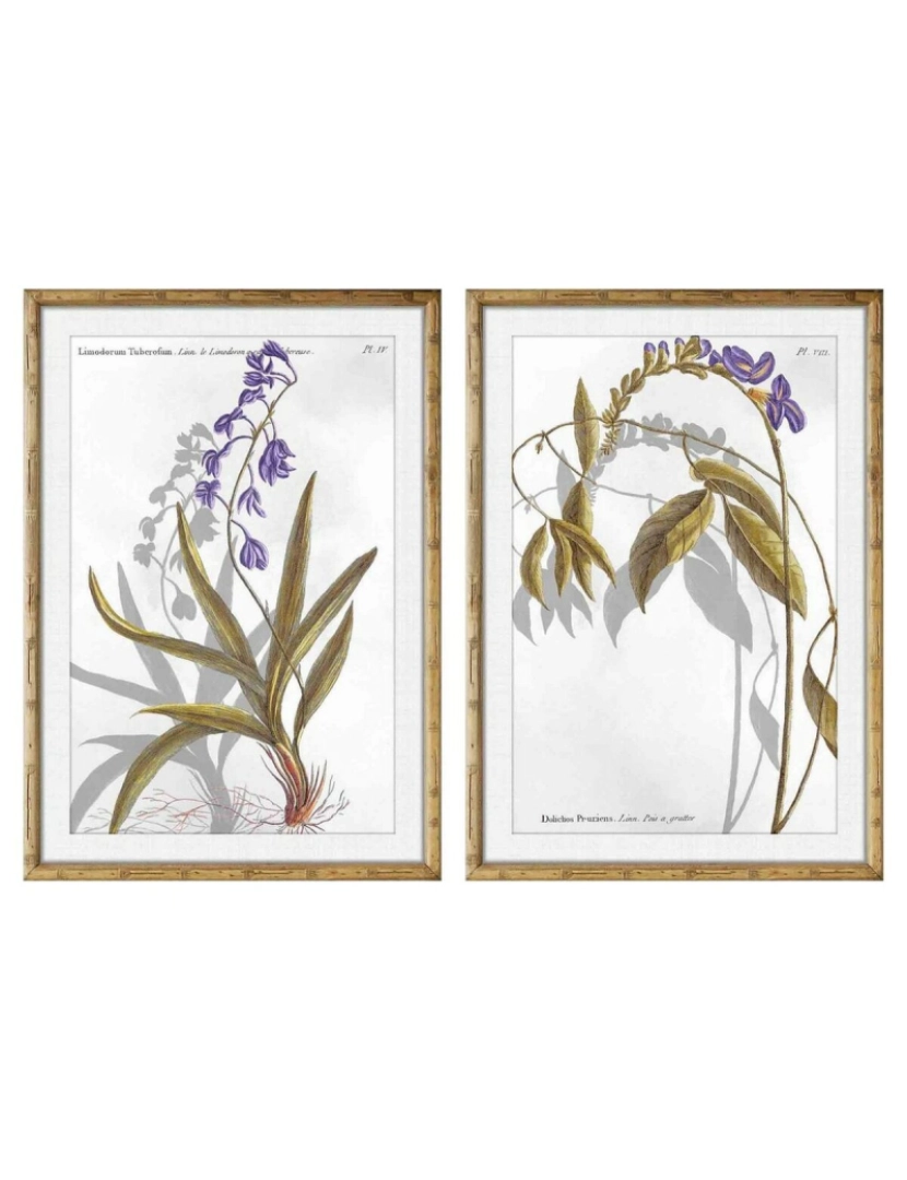imagem de Pintura DKD Home Decor 50 x 2 x 70 cm Moderno Plantas botânicas (2 Unidades)1