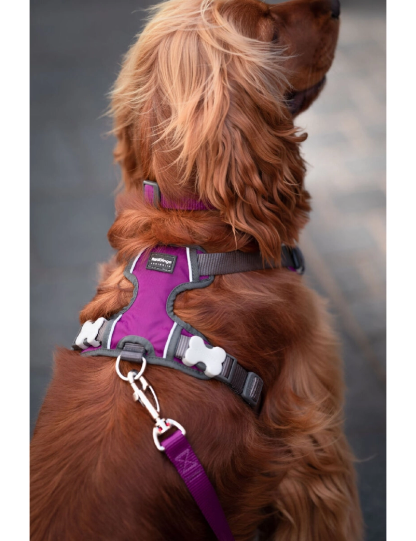 imagem de Arnês para Cães Red Dingo Dingo 30-47 cm 37-52 cm Roxo S3