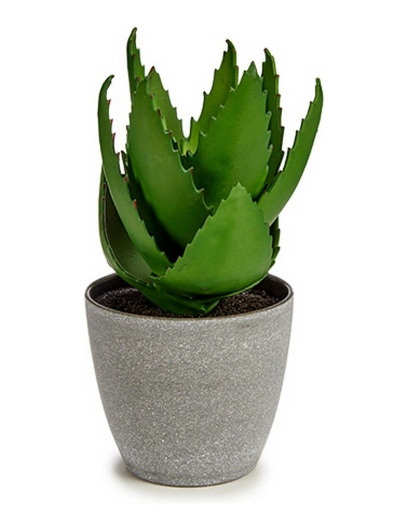 imagem de Planta Decorativa Aloé Vera 15 x 23,5 x 15 cm Cinzento Verde Plástico (6 Unidades)2