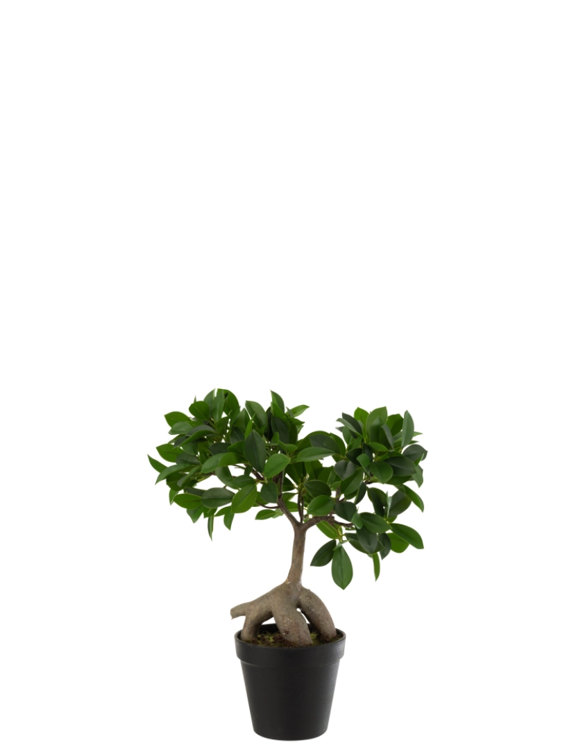 J-Line - J-Line Ficus verde/preto pequeno pote de plástico