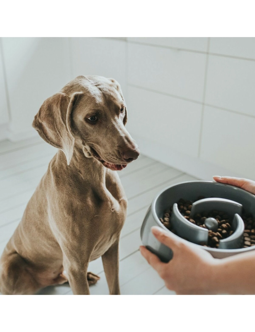 imagem de Comedouro para Cão Hunter Melamina 900 ml5