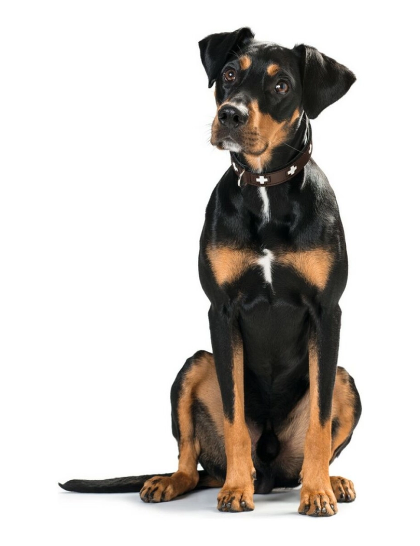 imagem de Coleira para Cães Hunter Swiss 30-34.5 cm3