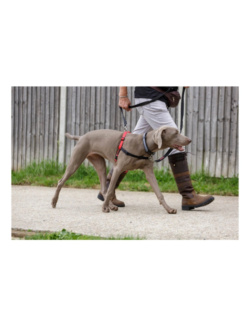 imagem de Arnês para Cães Company of Animals Halti Preto/Vermelho Tamanho M (58-86 cm)3