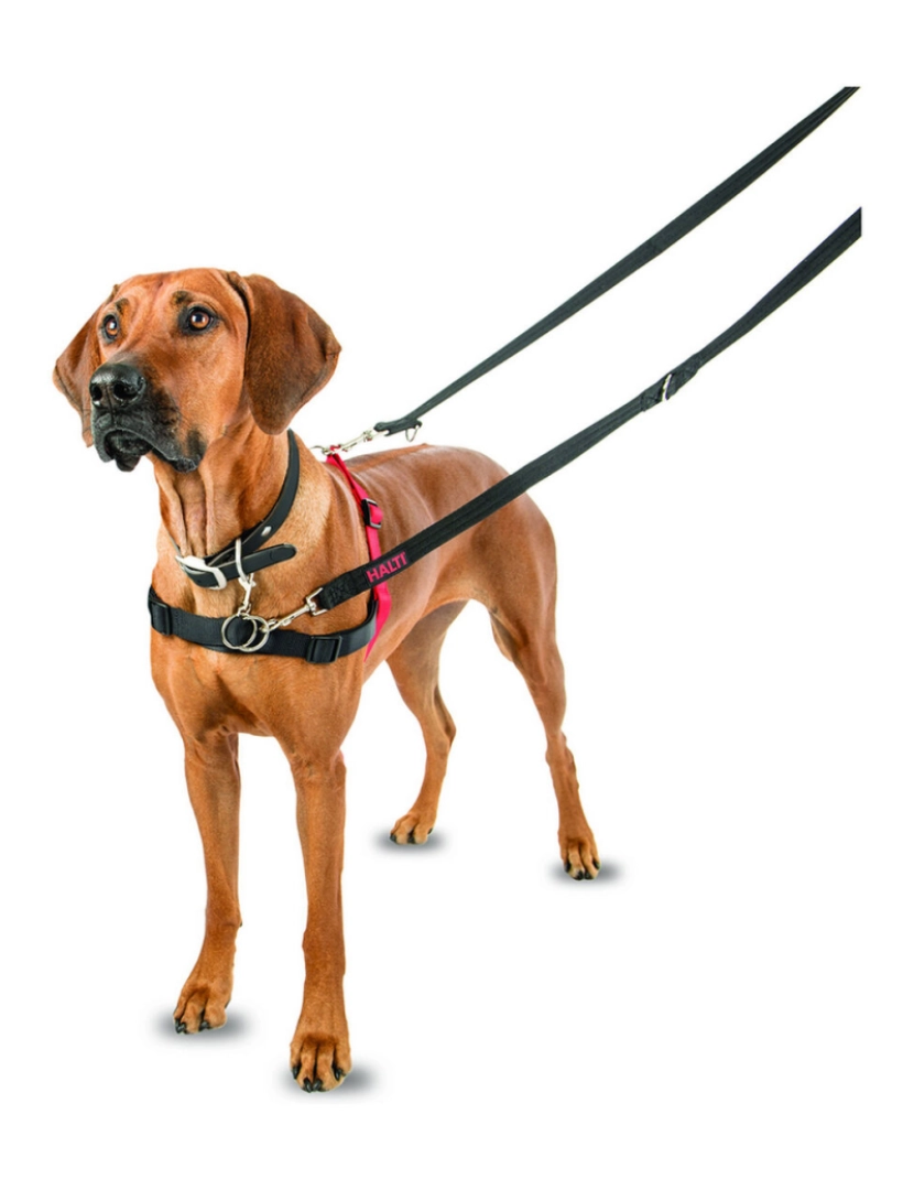 imagem de Arnês para Cães Company of Animals Halti Preto/Vermelho L (80-120 cm)3