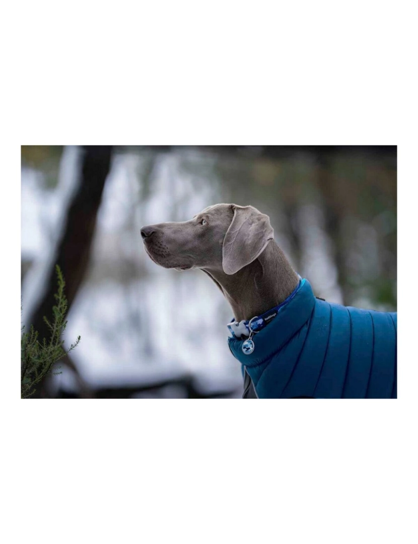 imagem de Casaco para Cães Red Dingo Puffer 45 cm Turquesa5