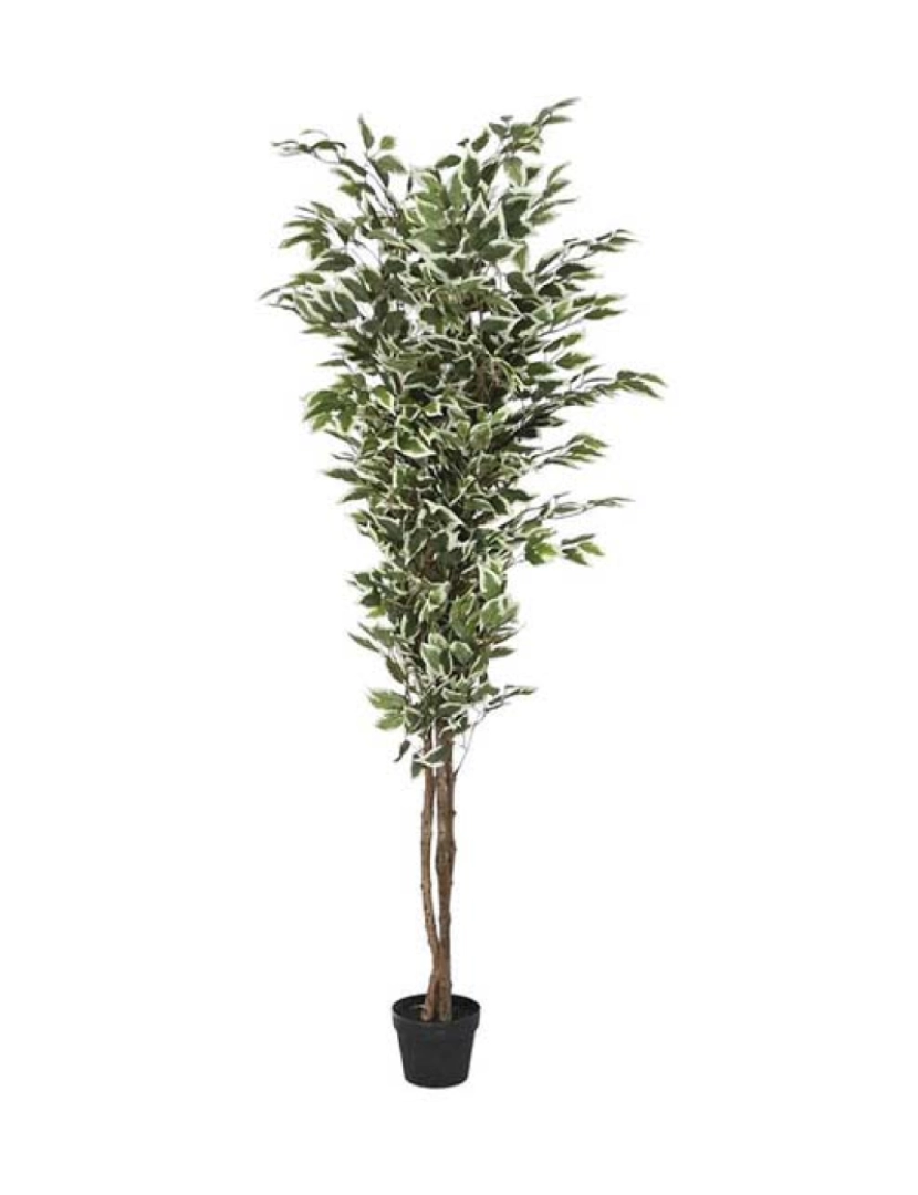 It - Planta Pe Ficus Verde 