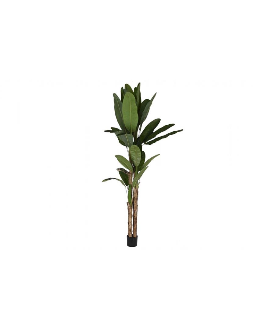 It - Planta Pe Bananeira Verde 