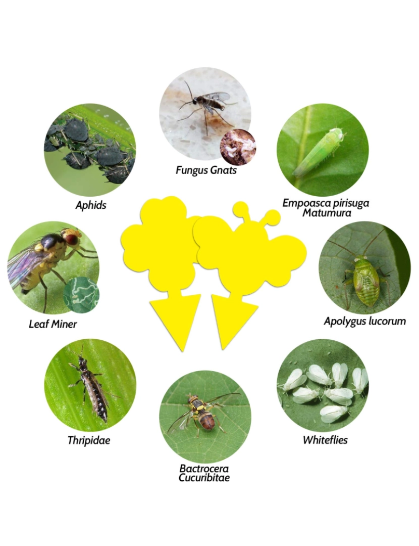 imagem de Pacote de 60 coletores de moscas / armadilhas para moscas / armadilhas pegajosas para insetos Yellow8