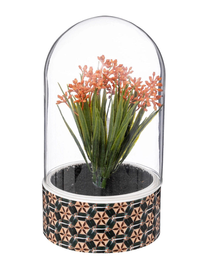 Atmosphera - Planta Cloche Ali Altura 21Cm